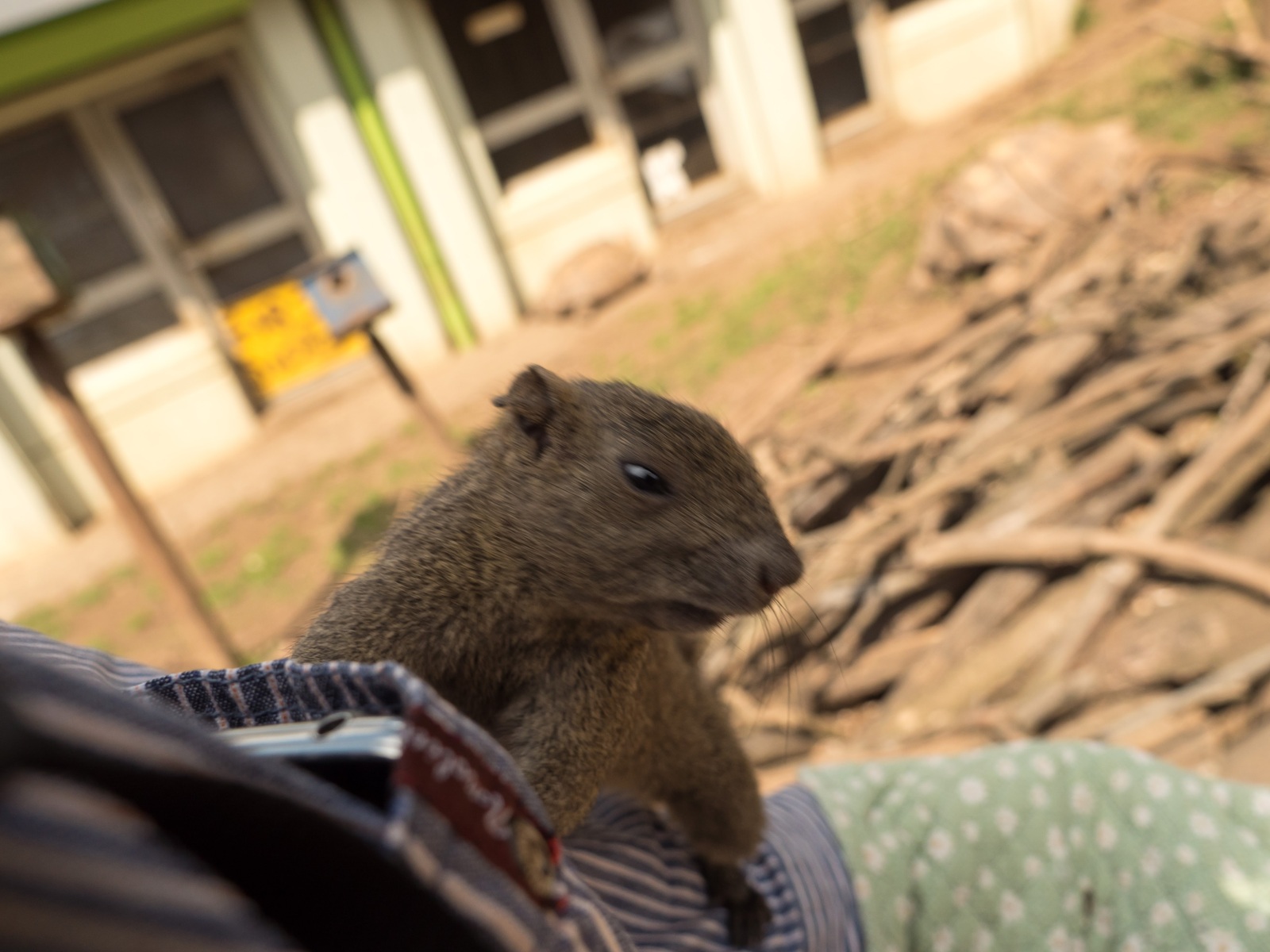 squirrel park - My, Japan, Squirrel, The park, Video, Longpost