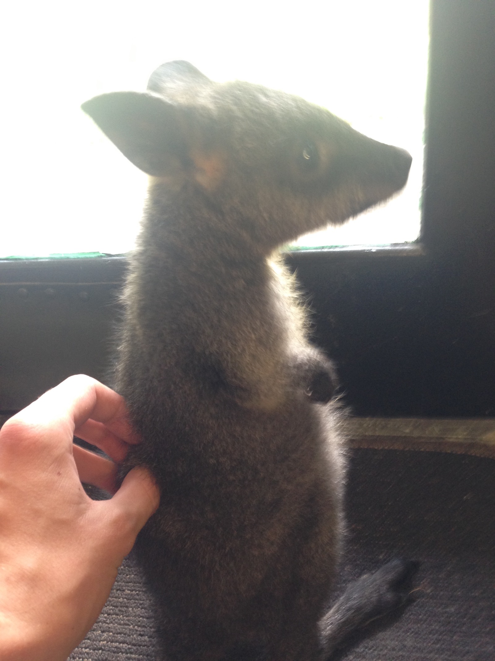 Baby wallaby (small kangaroo type) without a tail, we found in the store. - My, Kangaroo, Australia, Animals, Milota, Photo, Longpost