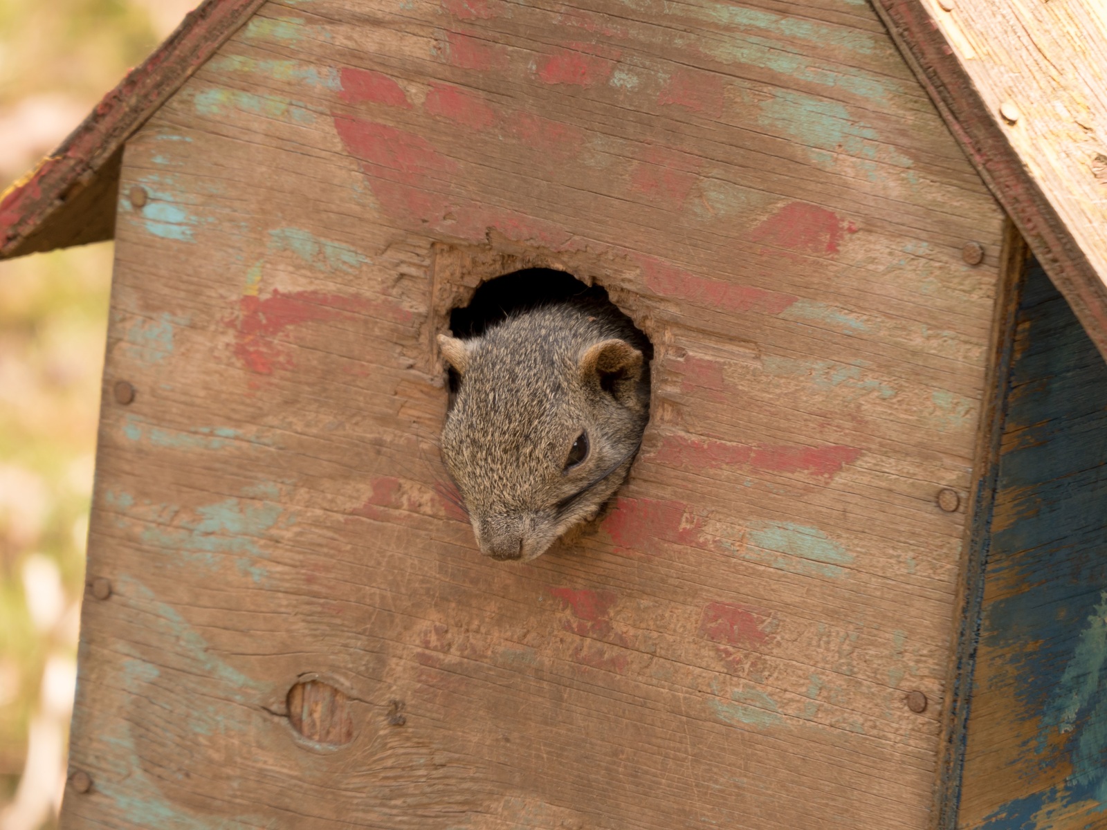 squirrel park - My, Japan, Squirrel, The park, Video, Longpost