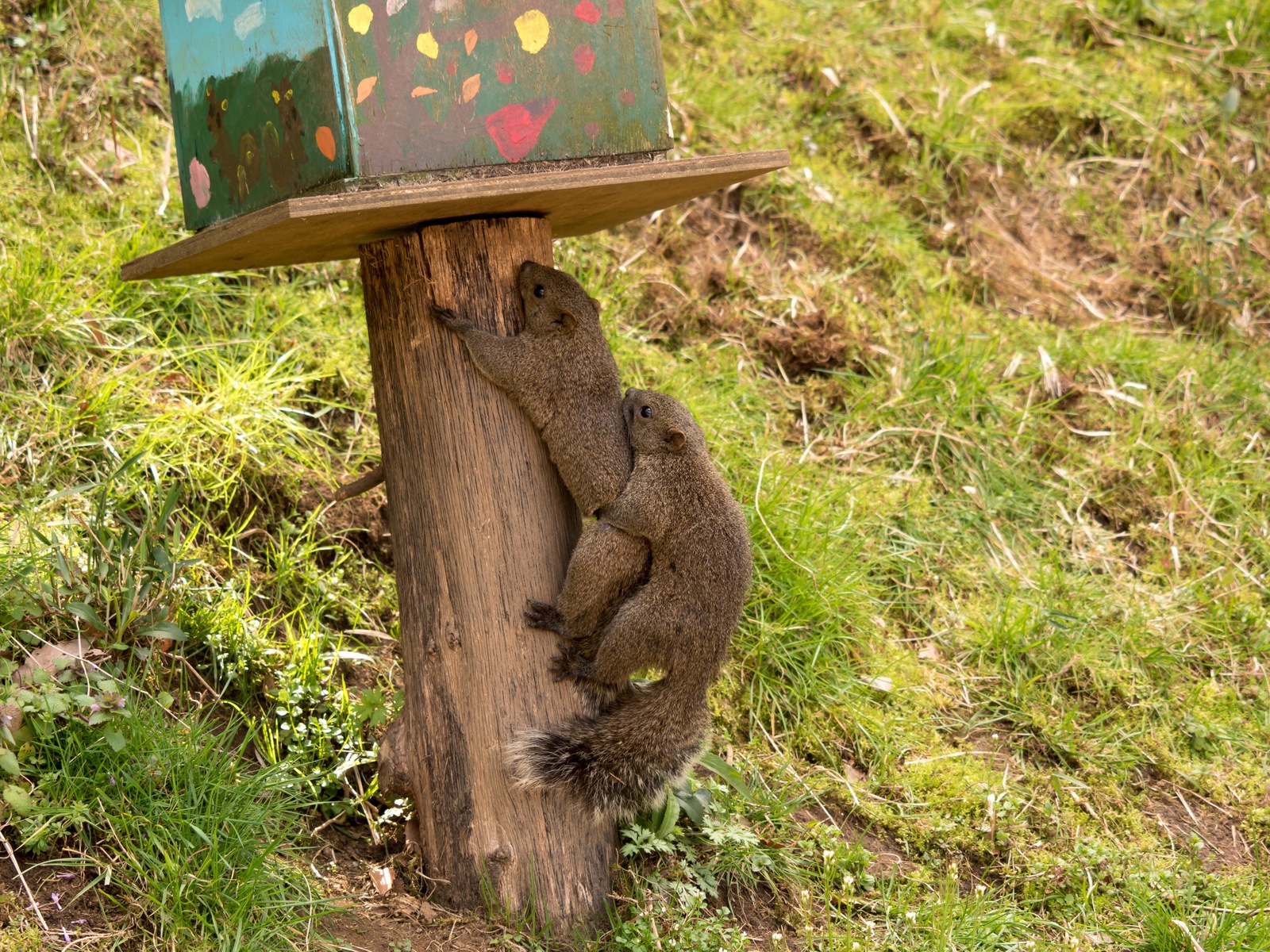 squirrel park - My, Japan, Squirrel, The park, Video, Longpost