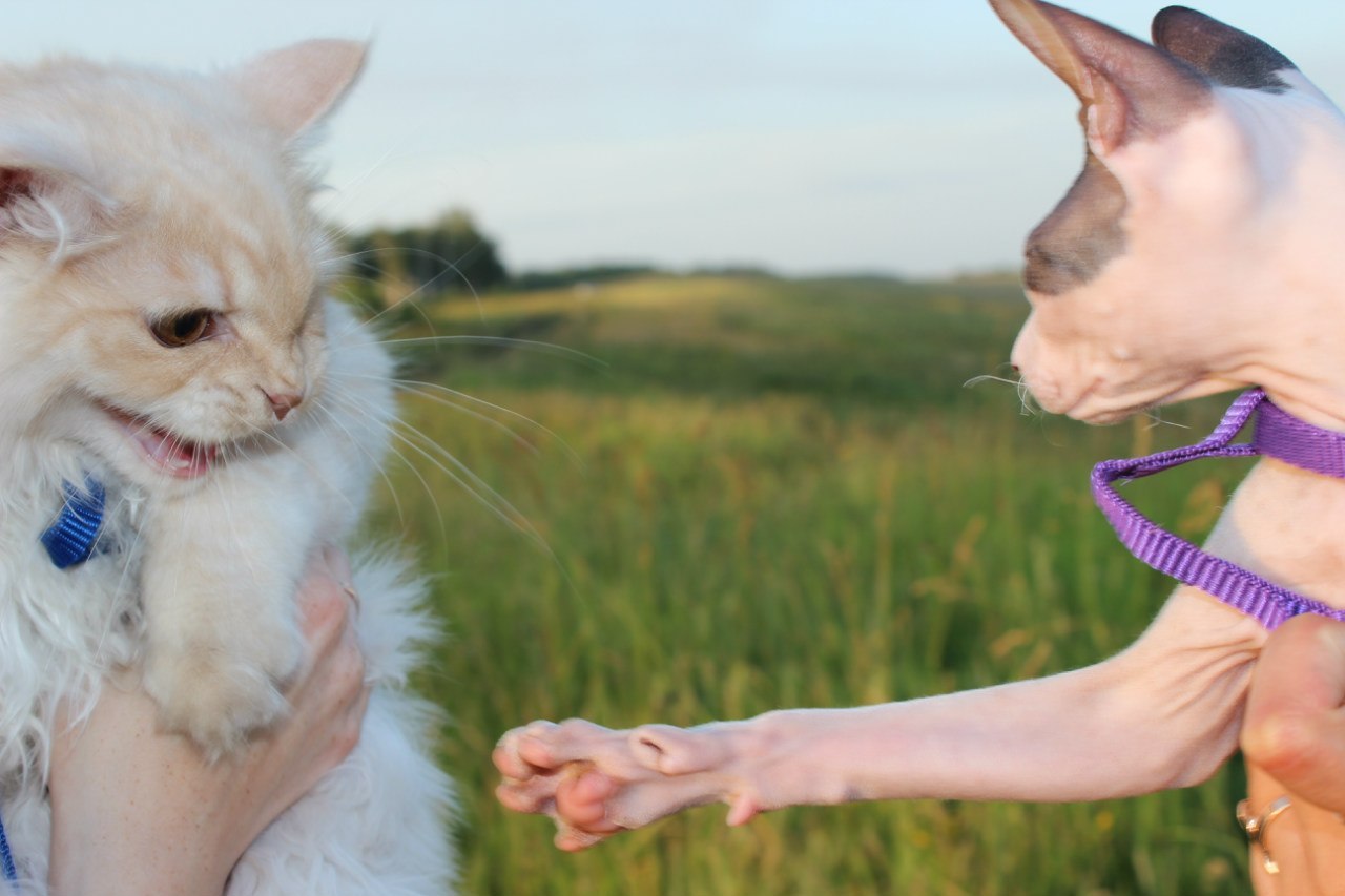 So different - My, cat, Sphinx, Siberians