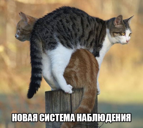 Soon in all villages of the world - cat, Observation, Humor