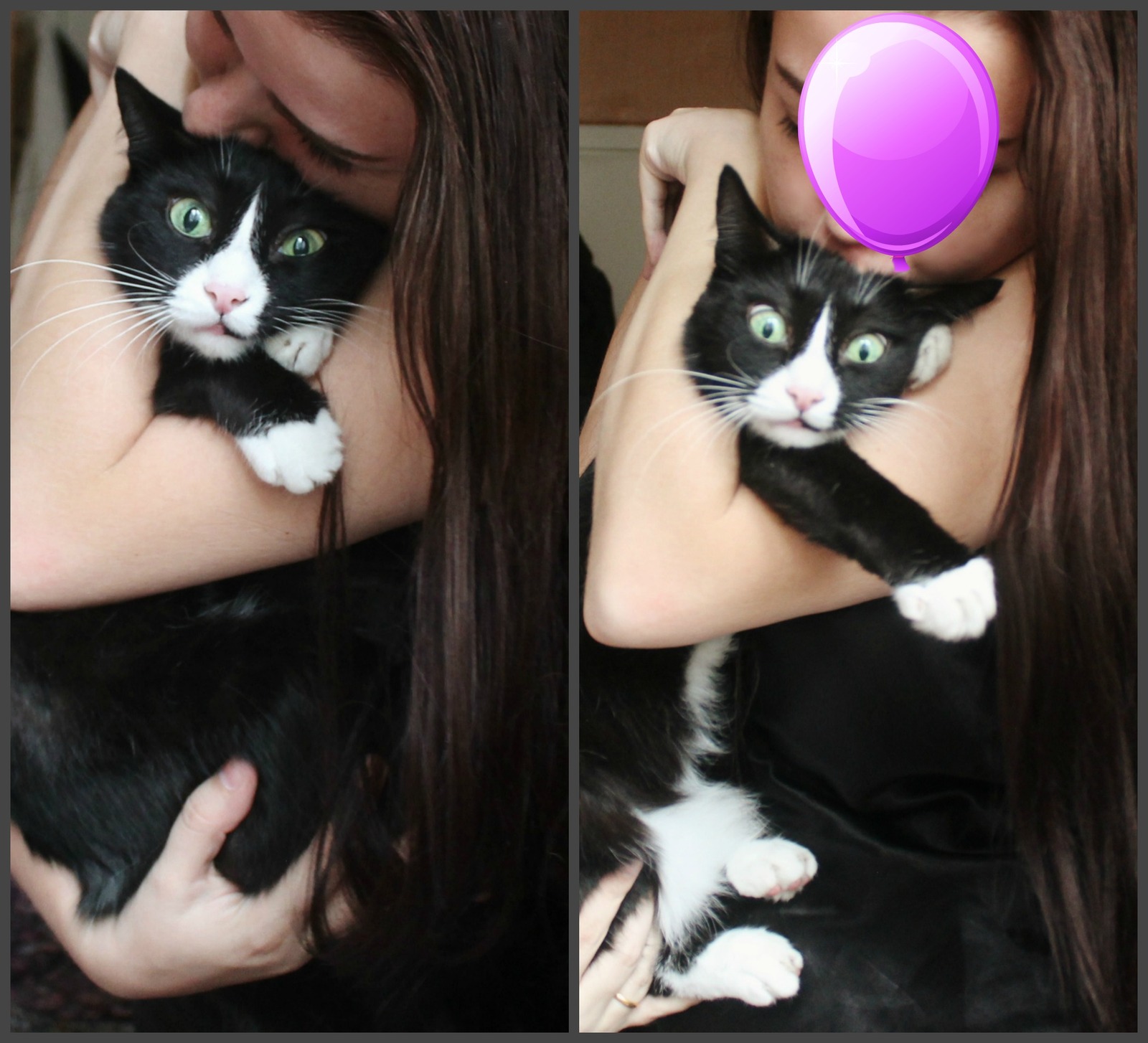 When you want to take a cute photo with a cat, but something goes wrong - My, cat, Photo, , Milota