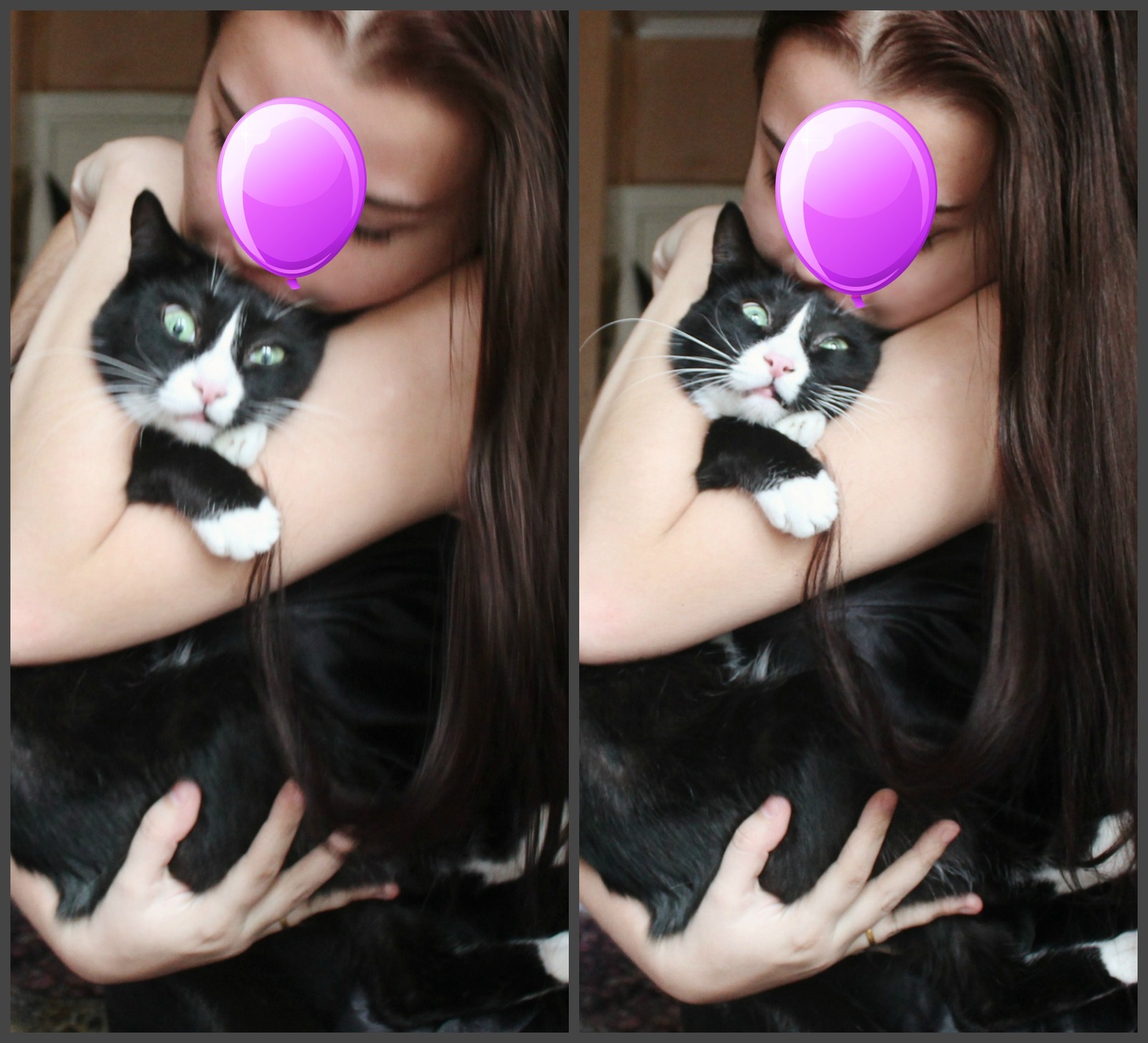 When you want to take a cute photo with a cat, but something goes wrong - My, cat, Photo, , Milota