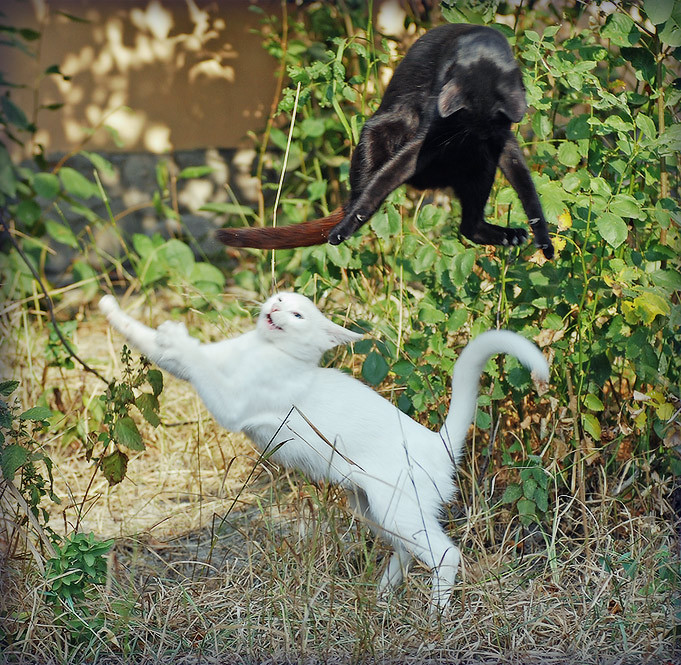 Kung Fu - cat, Photo, Kung Fu