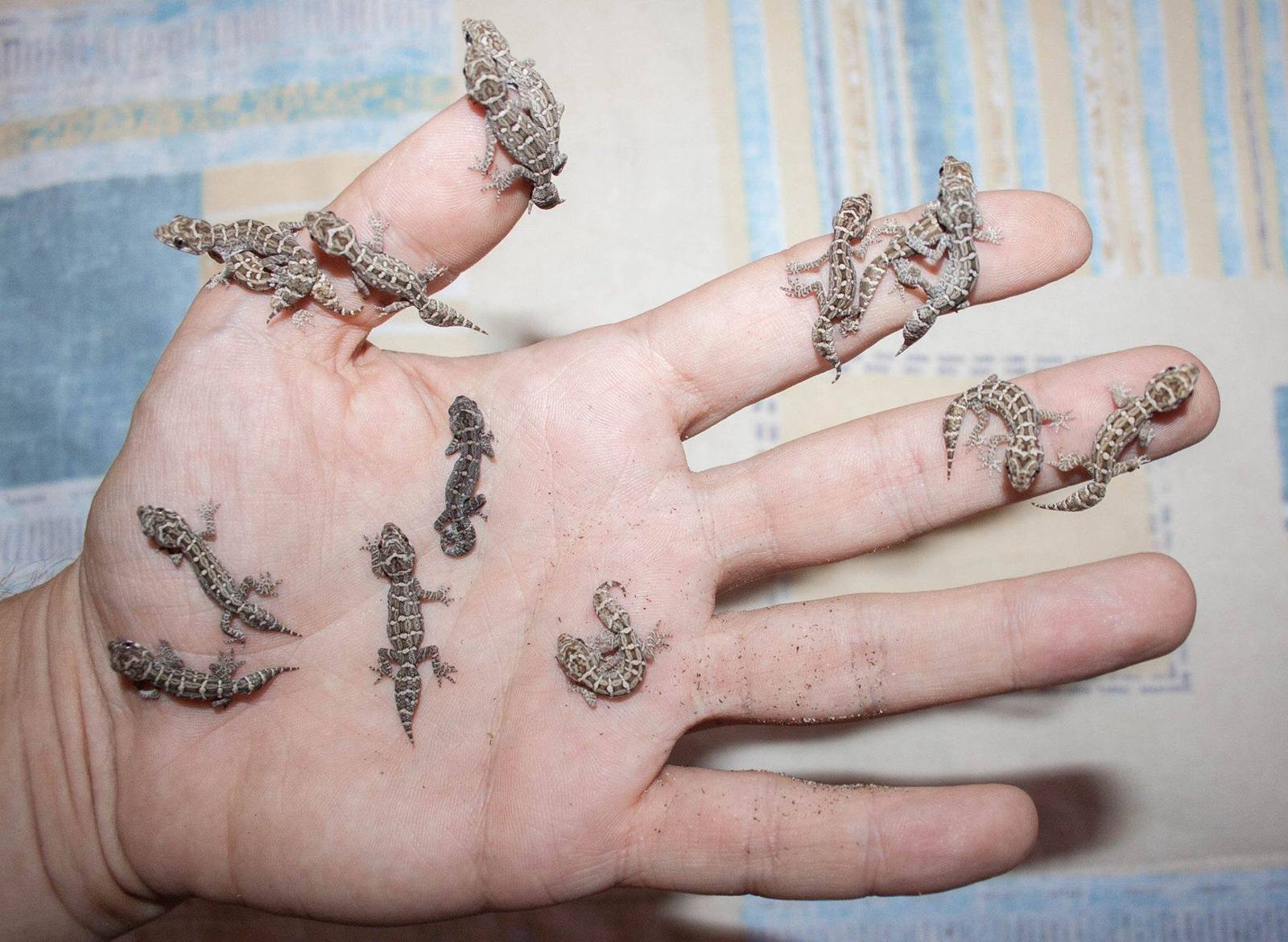 Baby viper geckos (Hemidactylus imbricatus) - Gecko, Lizard, Terrariumistics