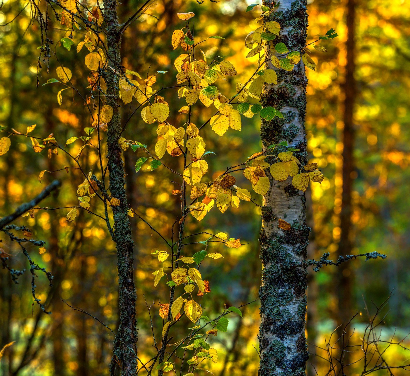 Golden autumn on Lake Ladoga - Карелия, Russia, Photo, Nature, The photo, Gotta go, Longpost, Landscape