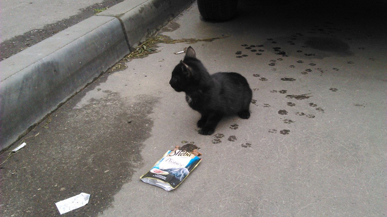 Nizhny Novgorod, help the kitten find a home! - My, cat, , In good hands, Helping animals, Nizhny Novgorod, , Longpost