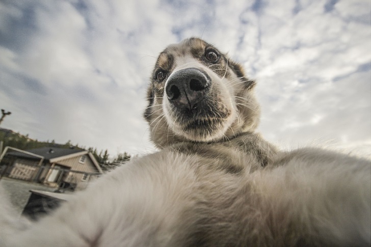 Husky selfie - Friend, Dog, Husky, Travels, Longpost