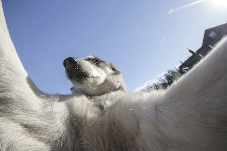 Husky selfie - Friend, Dog, Husky, Travels, Longpost