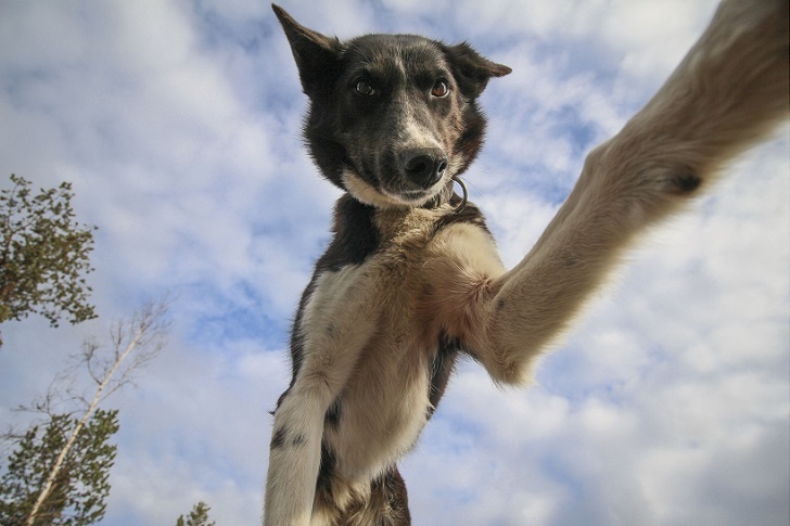 Husky selfie - Friend, Dog, Husky, Travels, Longpost