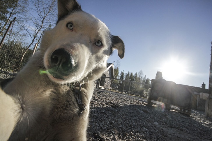 Husky selfie - Friend, Dog, Husky, Travels, Longpost