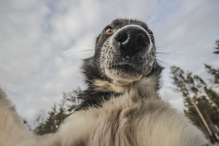 Husky selfie - Friend, Dog, Husky, Travels, Longpost