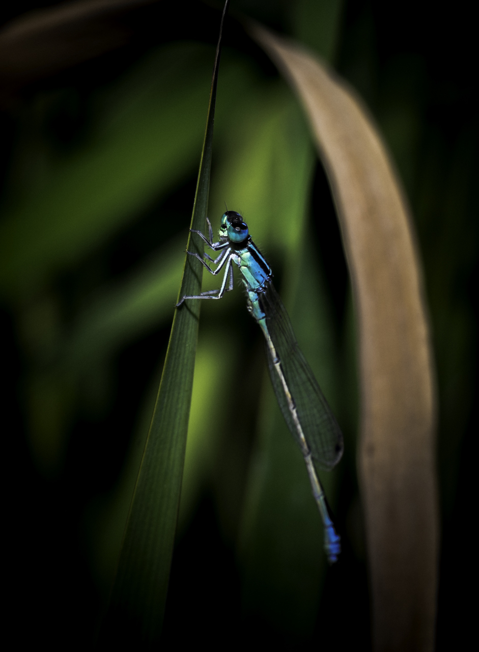 A little macro from the local Portuguese marshes - My, Macro, Nature, Livestock, Portugal, Longpost, Macro photography, Animals