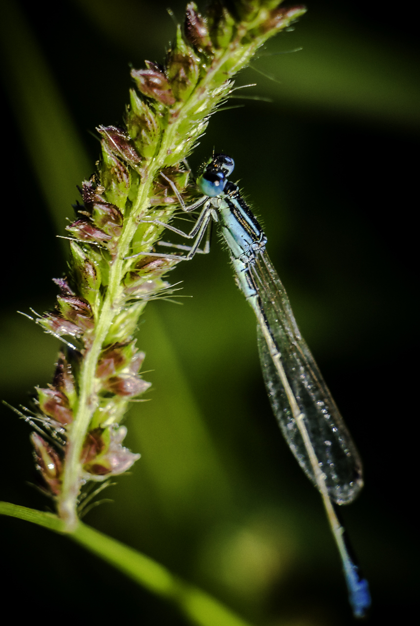 A little macro from the local Portuguese marshes - My, Macro, Nature, Livestock, Portugal, Longpost, Macro photography, Animals