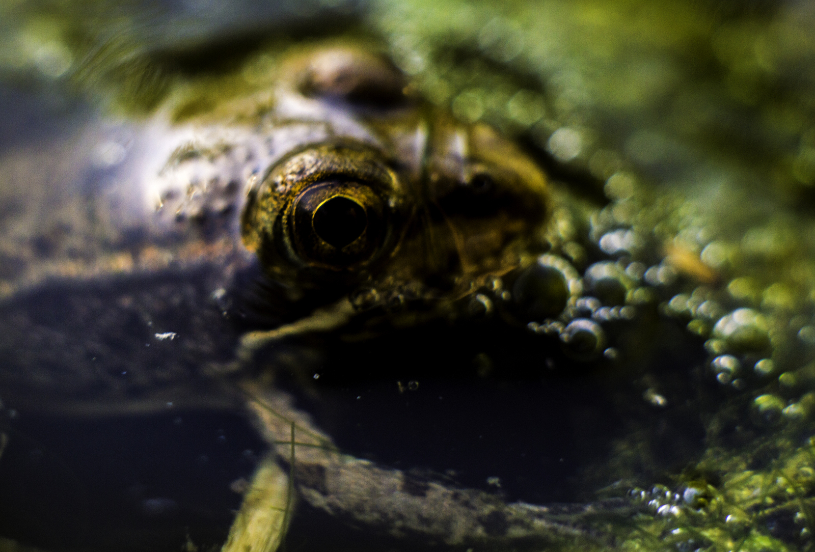 A little macro from the local Portuguese marshes - My, Macro, Nature, Livestock, Portugal, Longpost, Macro photography, Animals