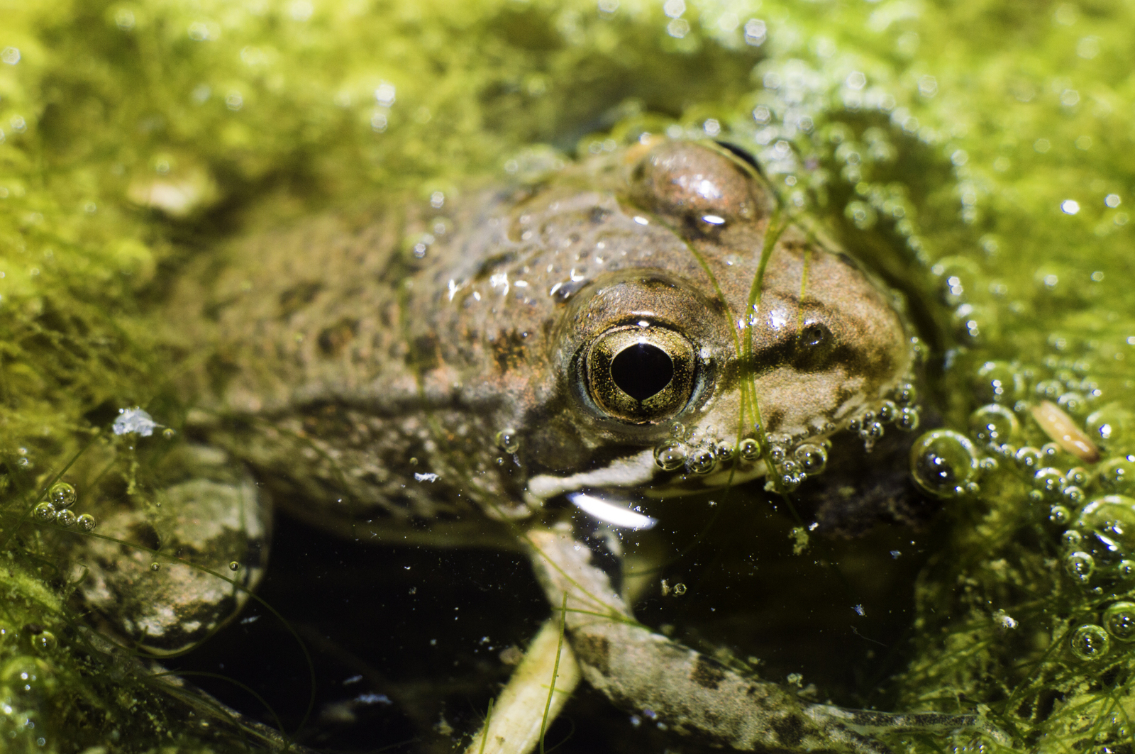 A little macro from the local Portuguese marshes - My, Macro, Nature, Livestock, Portugal, Longpost, Macro photography, Animals