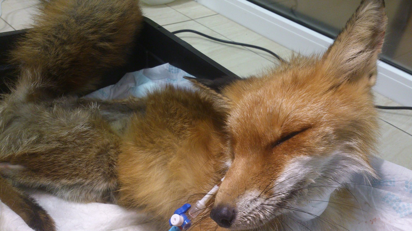 We're the same blood! - My, Dog, Fox, Veterinary, The rescue, Donation