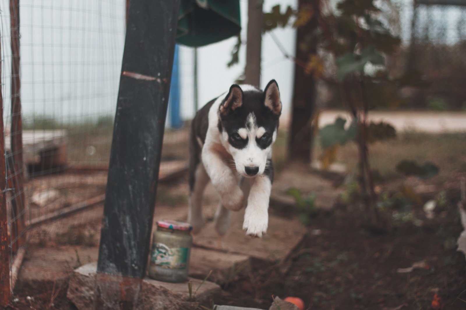 And we have a new friend. - My, Husky, Dog, Friend, Longpost