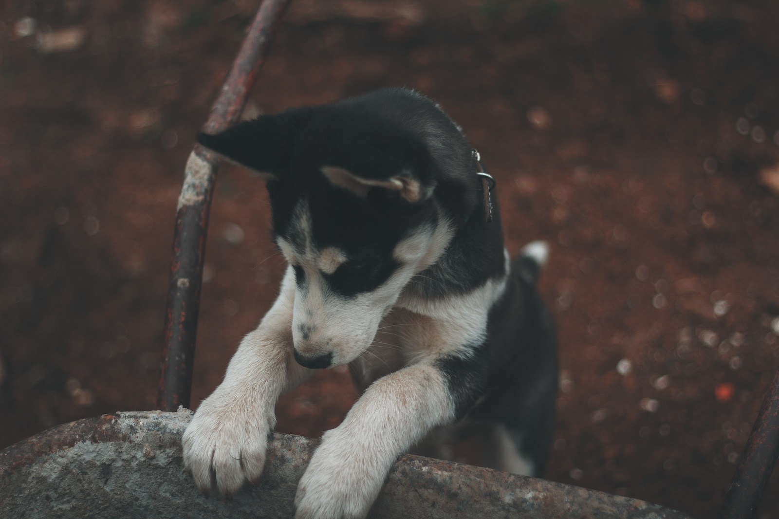 And we have a new friend. - My, Husky, Dog, Friend, Longpost