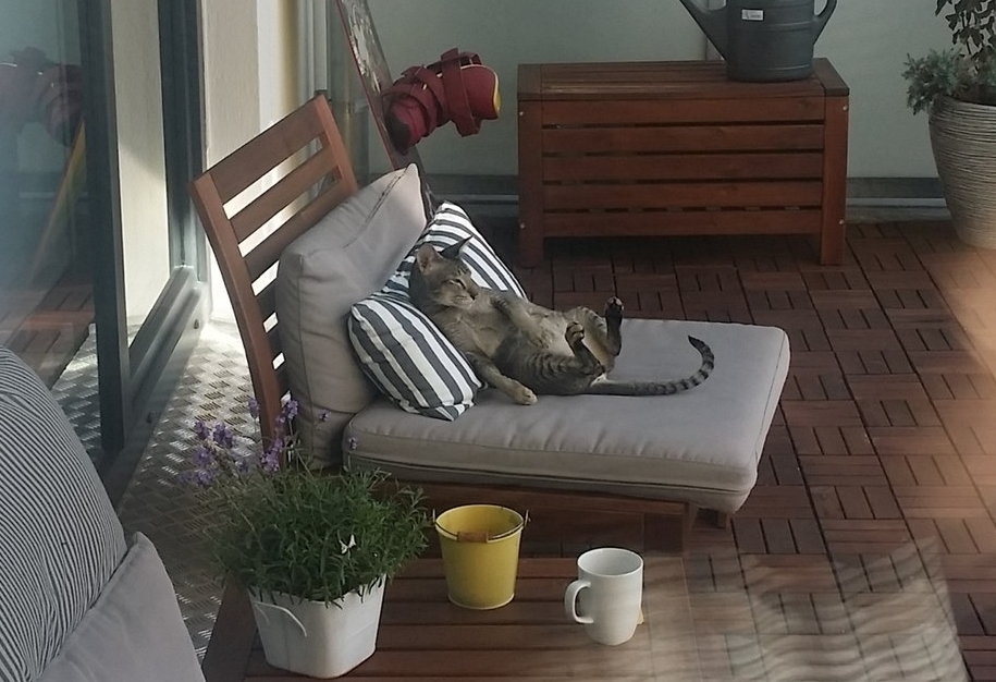 You can't forbid living beautifully - cat, Lounger