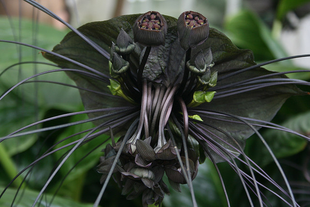 Chinese mouseflower. - Flowers, Bat