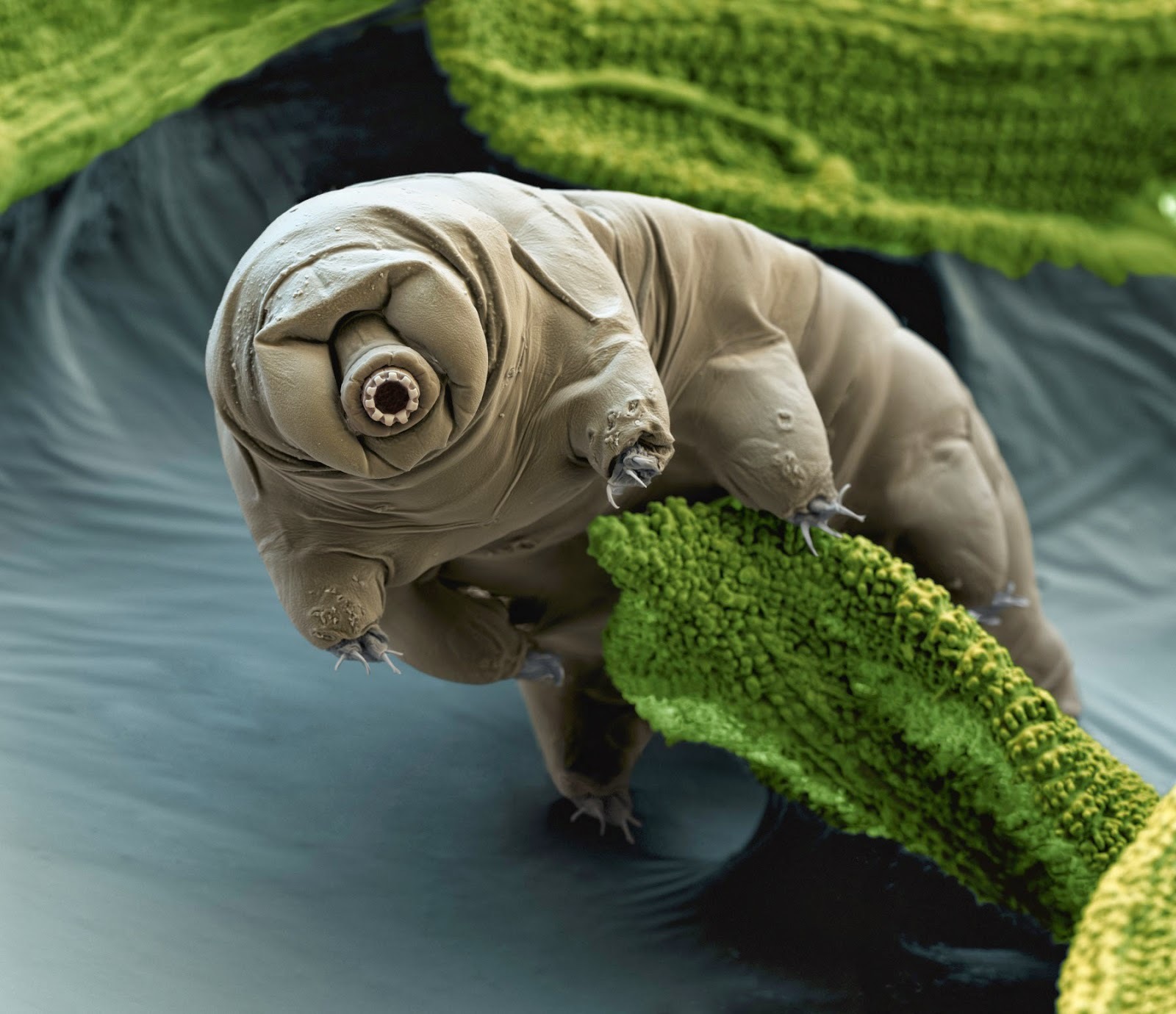 Tardigrade squirrels will save astronauts from radiation - The science, Tardigrade, Longpost