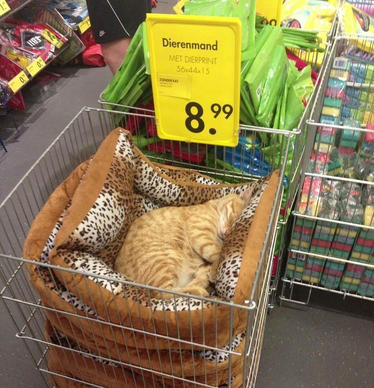 Cat included - Photo, cat, Pillow, IKEA