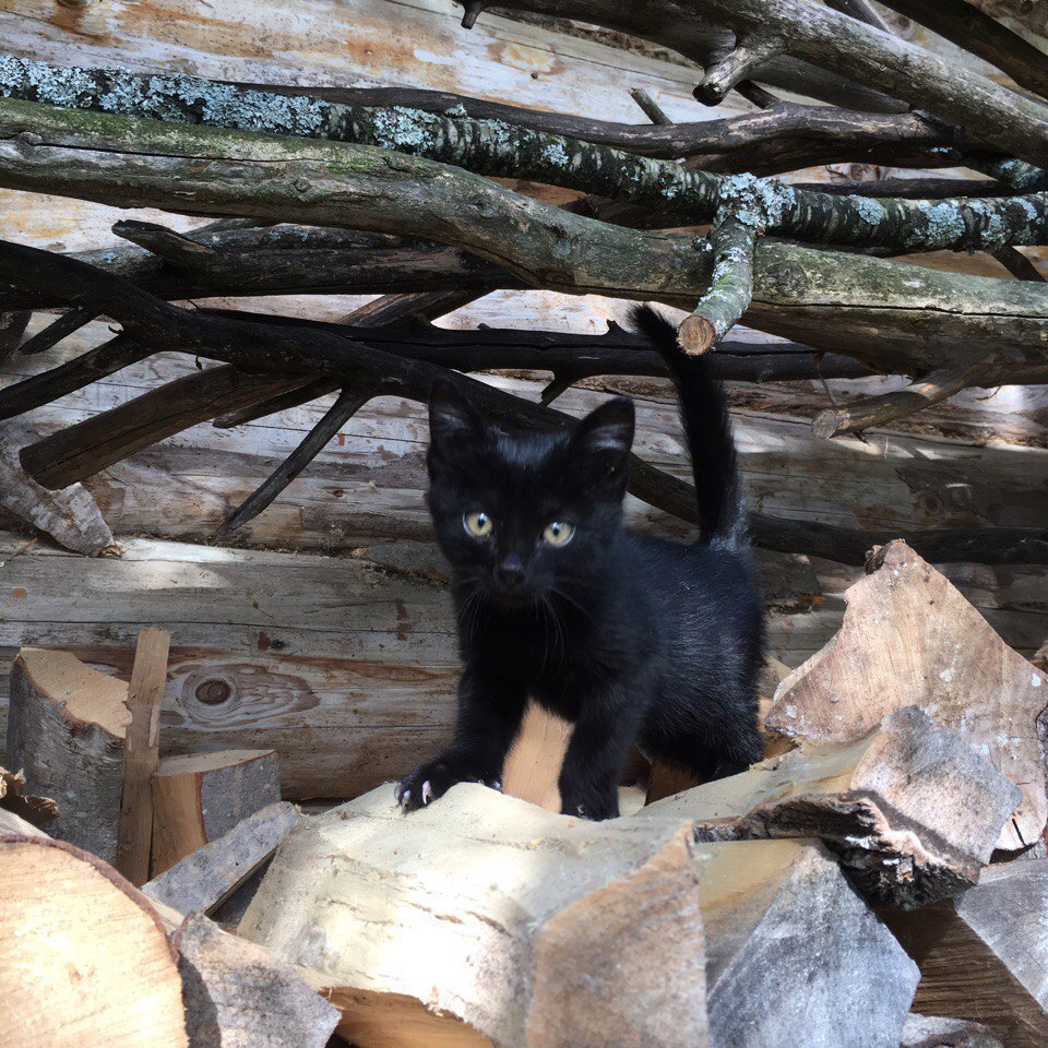 Cute kitten is looking for a home (Tver) - cat, Shelter, Help, In good hands, Tver, Likhoslavl, Animal Rescue, Looking for hosts, Longpost, Helping animals