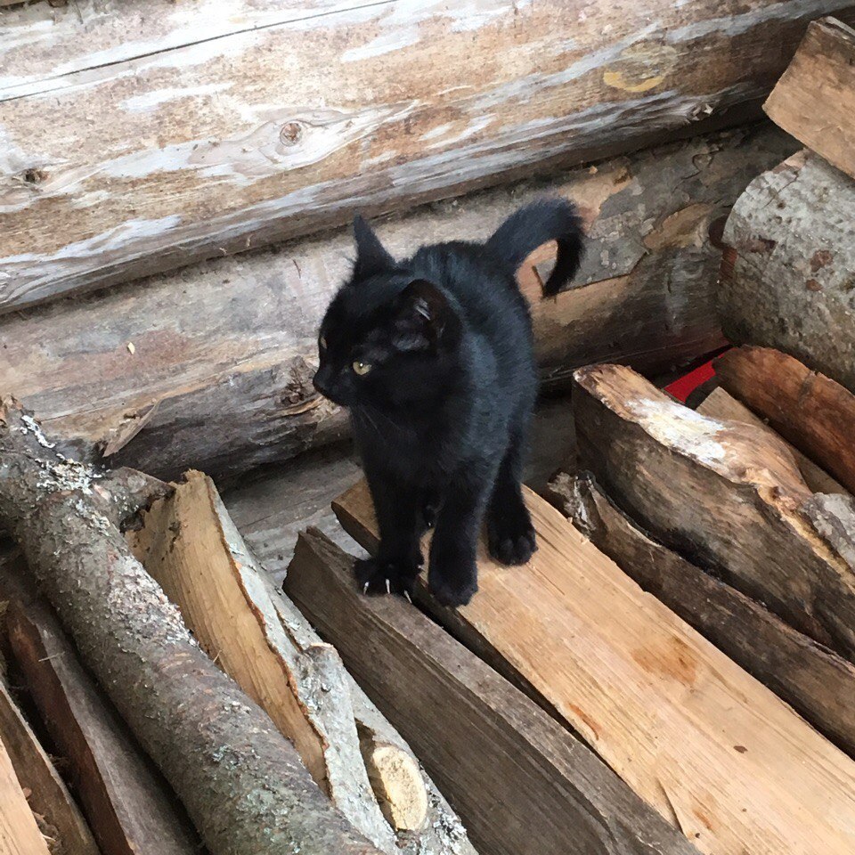 Cute kitten is looking for a home (Tver) - cat, Shelter, Help, In good hands, Tver, Likhoslavl, Animal Rescue, Looking for hosts, Longpost, Helping animals