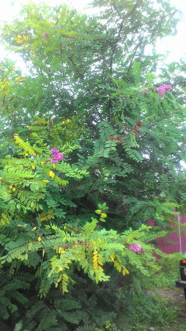 It was September 21st, lilac and acacia were blooming on the street - My, Lilac, Acacia, Autumn, Kursk region, Anomaly, Longpost