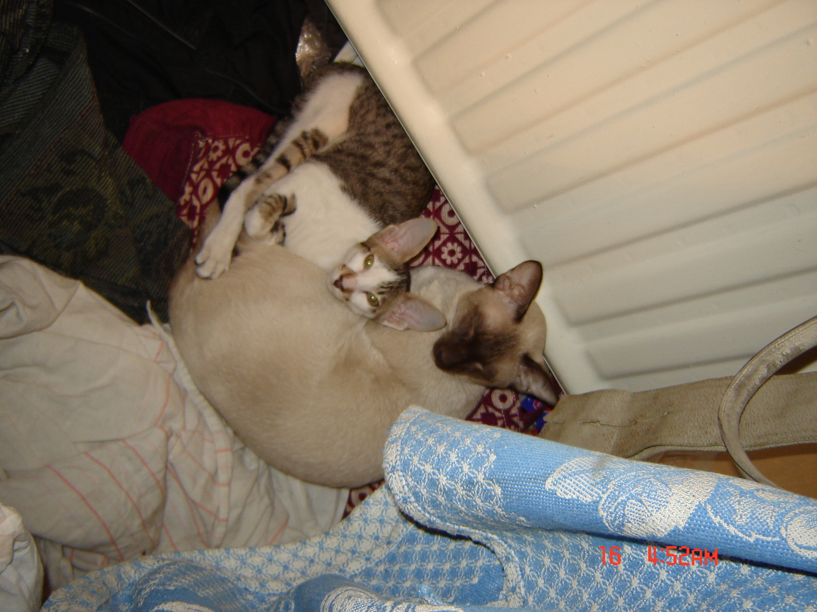 Egor: Friends - My, Oriental cats, Siam, cat, Animals, Friends, Longpost, Siamese cat