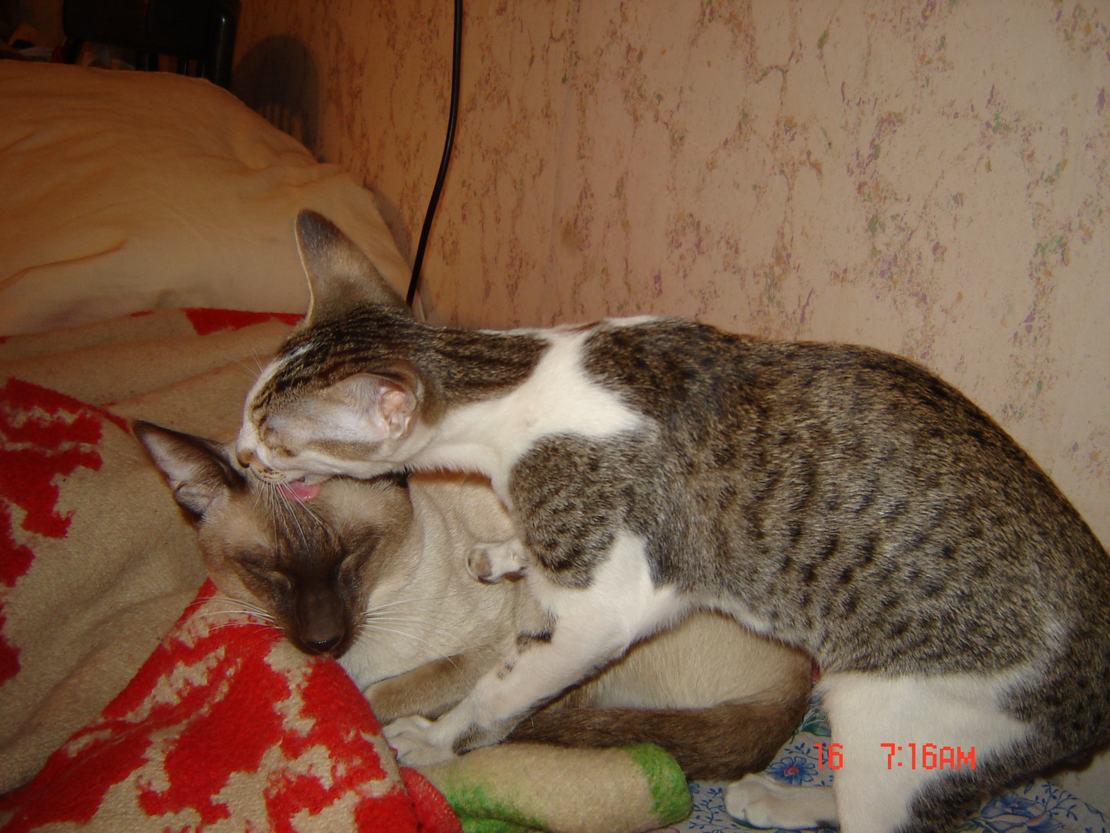 Egor: Friends - My, Oriental cats, Siam, cat, Animals, Friends, Longpost, Siamese cat