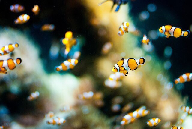 A few facts about the clownfish (Amphiprion) - Clownfish, A fish, Sea, Facts, Longpost