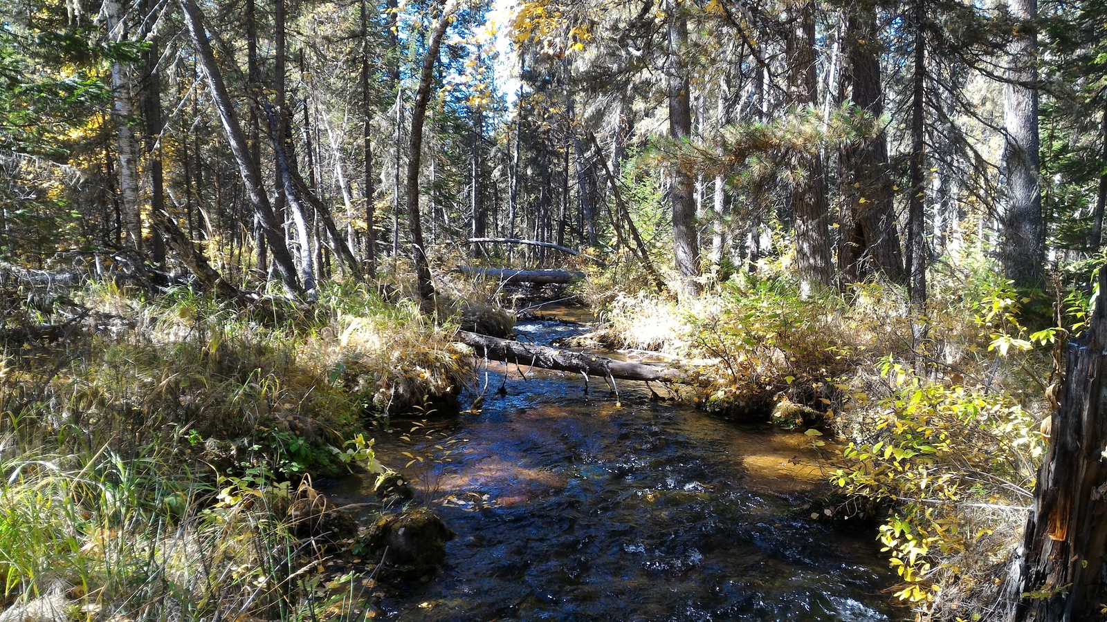 Buryatia, taiga, walking on a pine nut - My, Buryatia, Taiga, Stream, Photo, Landscape