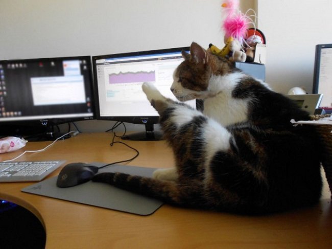 Cats at work - , Japan, Work, cat