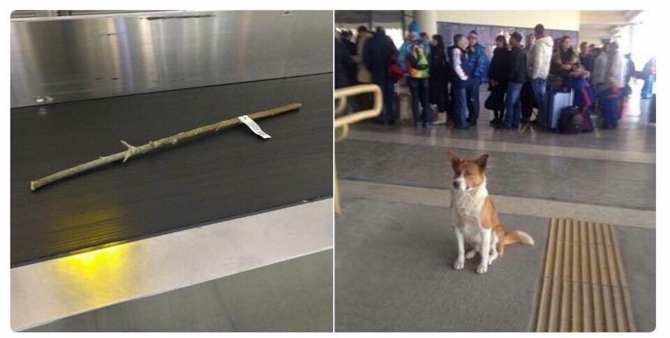 The most important luggage - Dog, Stick, Baggage