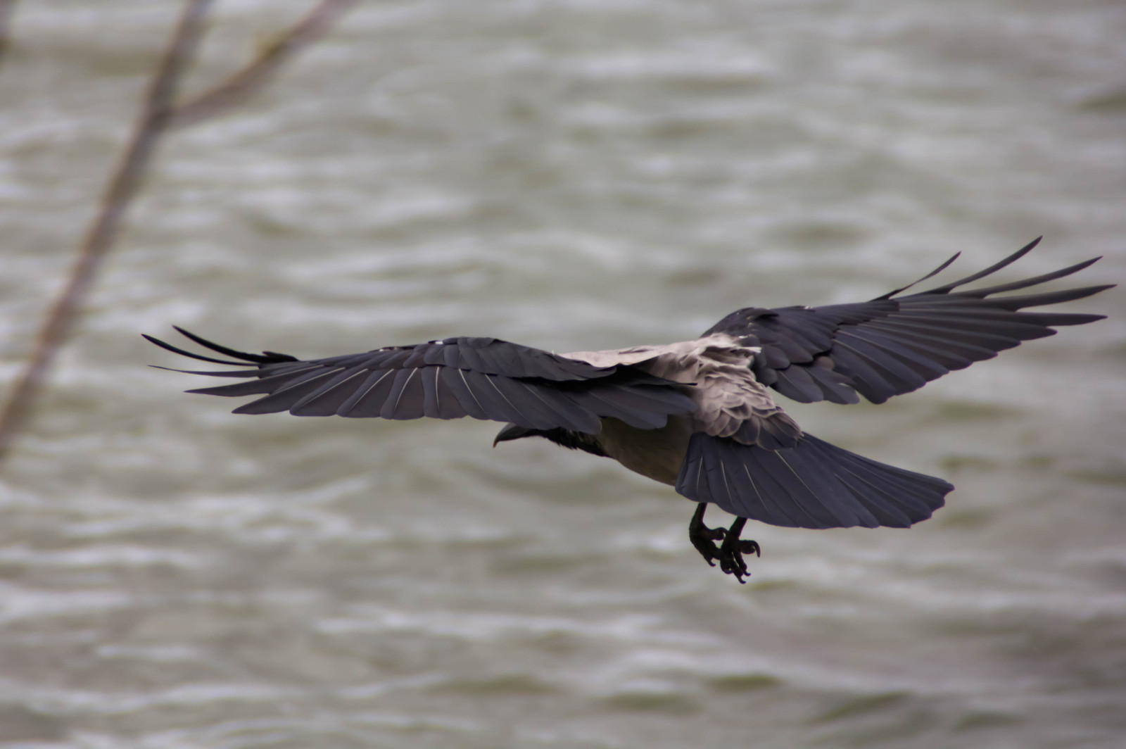 I did) - My, Photo, Birds, Experience, Photographer, Lomography, Crooked hands