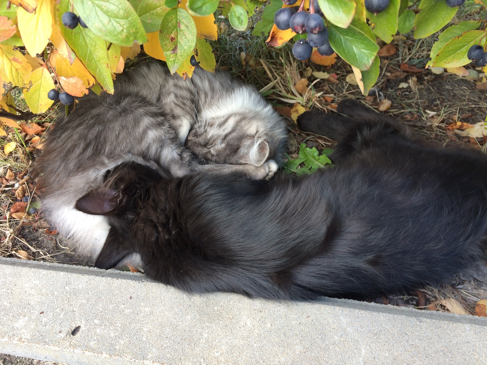 Yin and yang - cat, Autumn