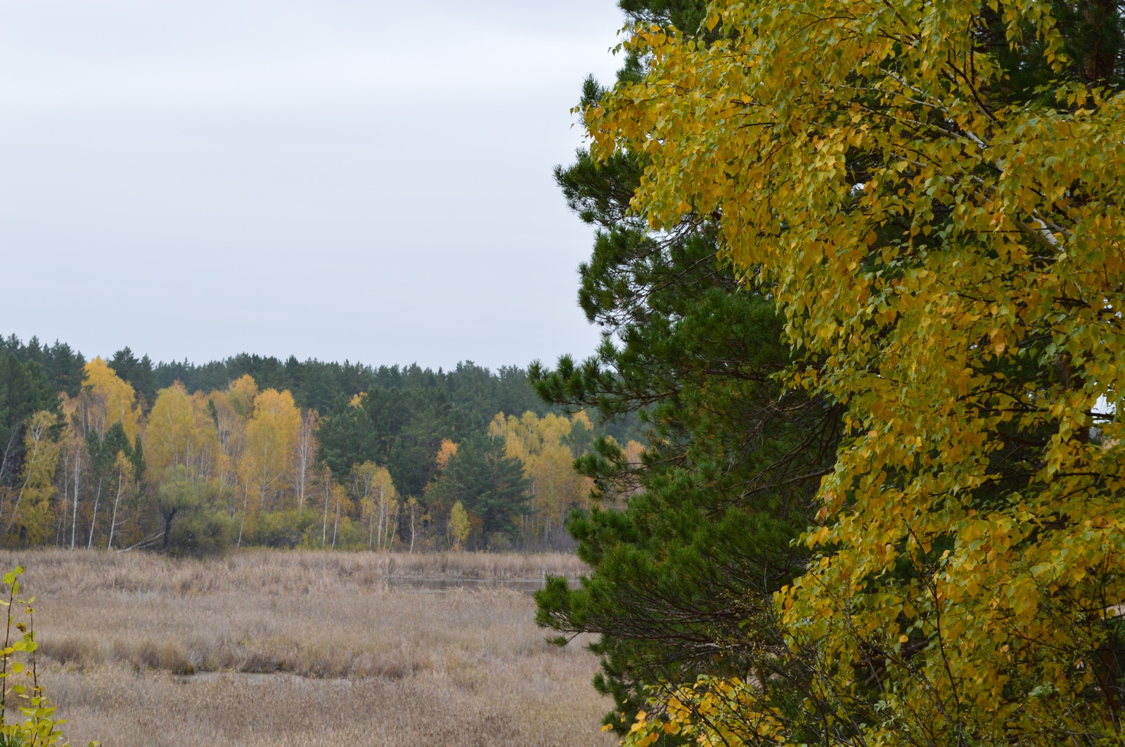 Quiet whisper of the Altai autumn... - My, My, Siberia, Altai, Pavlovsk, Autumn, , Longpost, Altai Republic