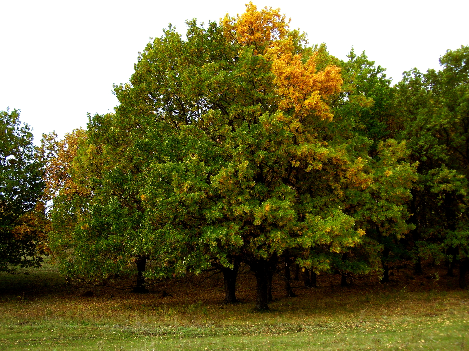 Oak with a gray strand. - My, Photo, , Autumn, beauty of nature