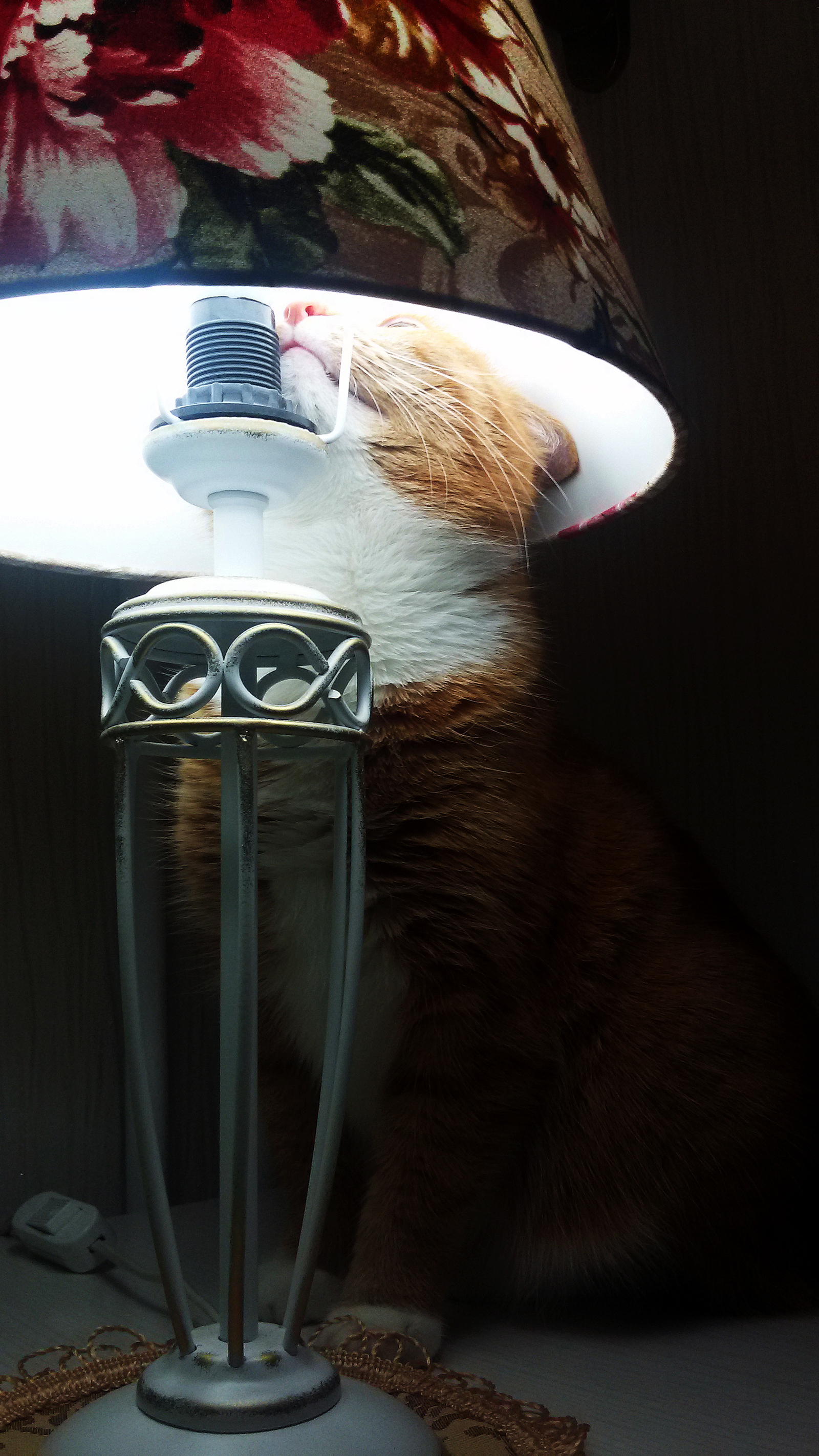 Young lamp lover - My, Redheads, cat, Лампа, Cat with lamp