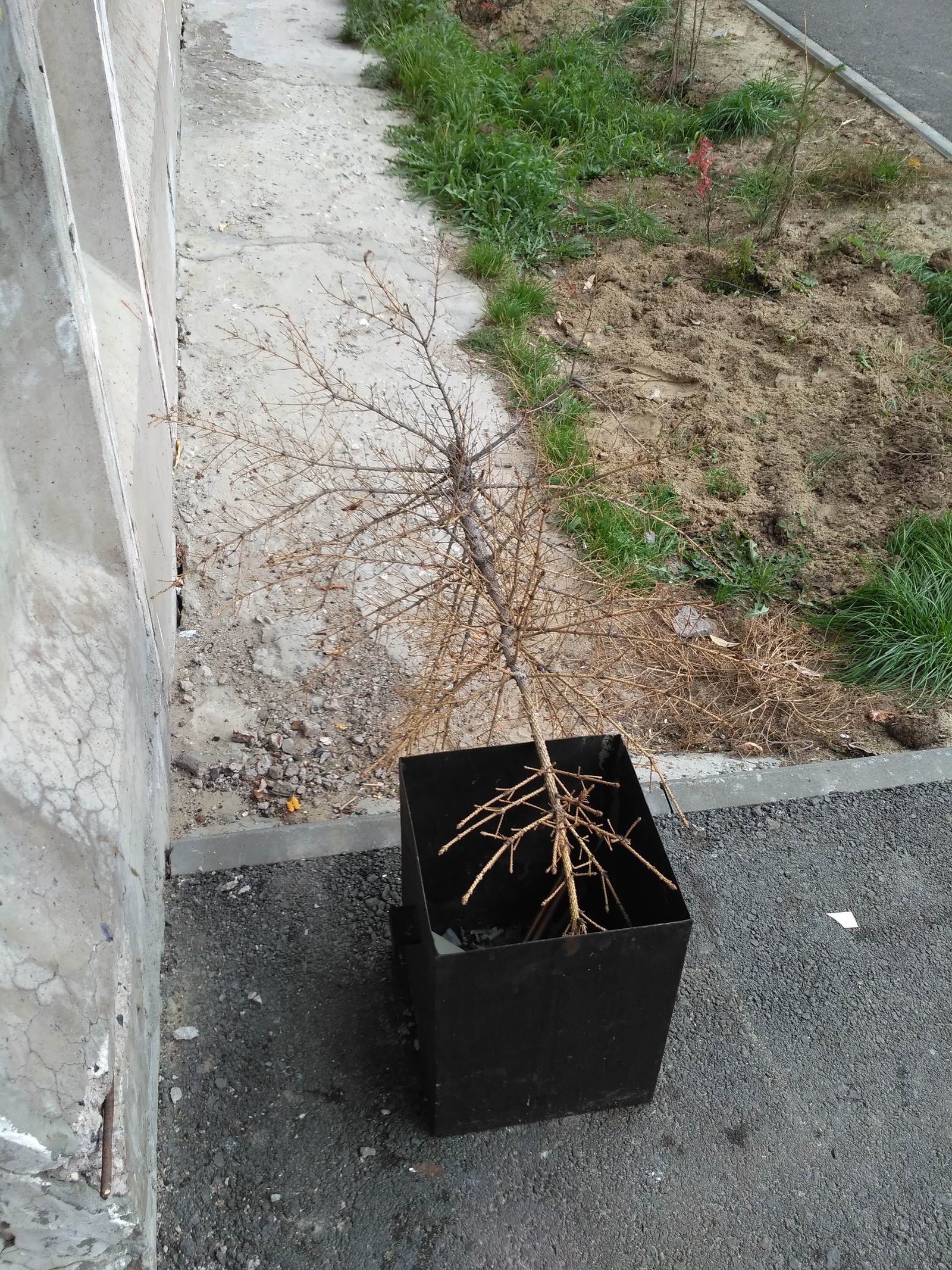 Another weakling! - My, Christmas trees, New Year, Threw away the tree