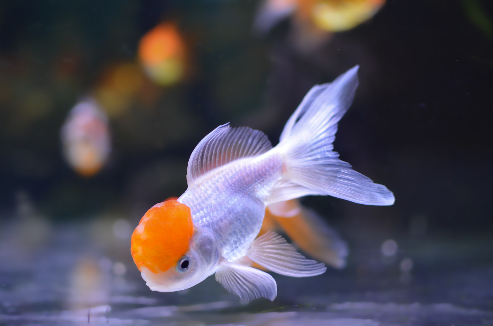 Friday fish! - My, Aquarium fish, Aquarium, Aquarium, Longpost