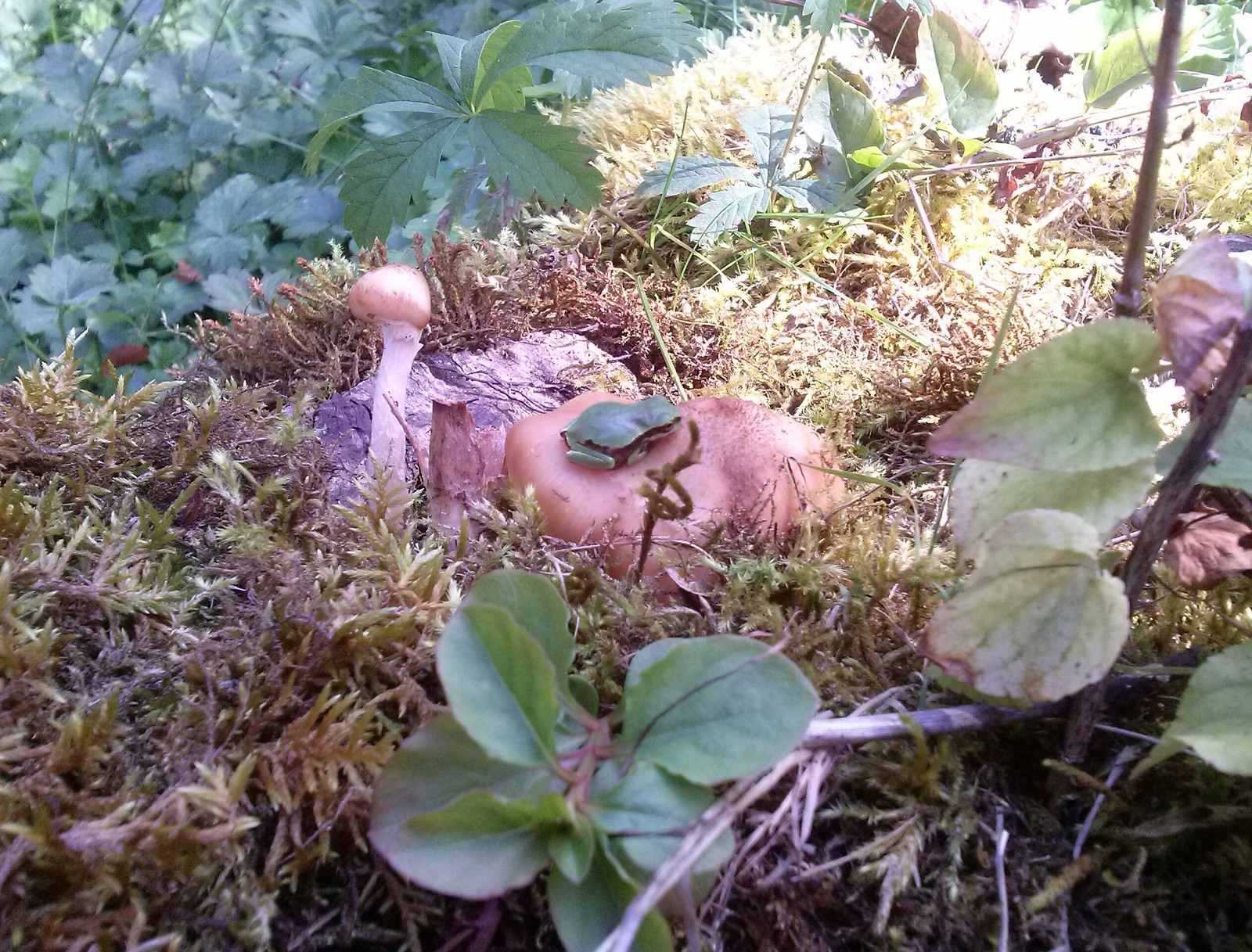 Just a little frog - My, Autumn, Forest, Mushroom season, Frogs, Mushrooms