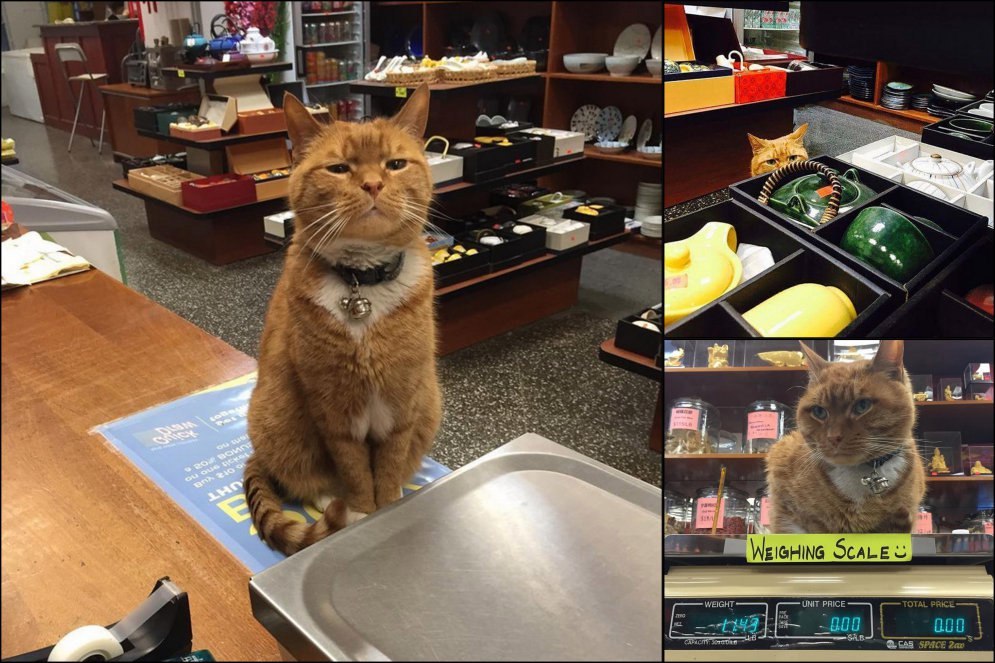 Ginger cat has been running a store for 9 years - cat, Score, Instagram