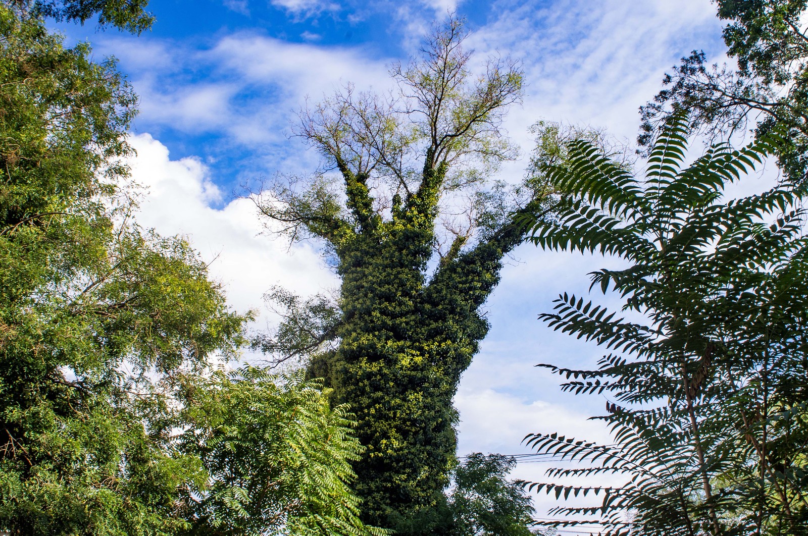 Branches - hands raised to the sky! - My, Tree, Foliage, Sky, The photo