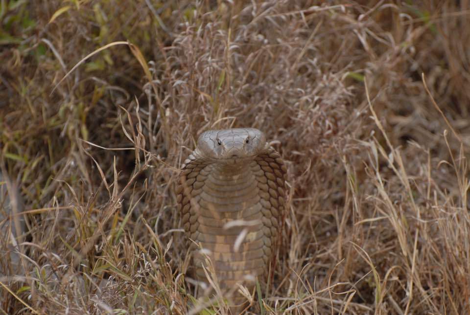 The rarest photo of a new species of cobra - Snake, Cobras, Poisonous animals, Africa