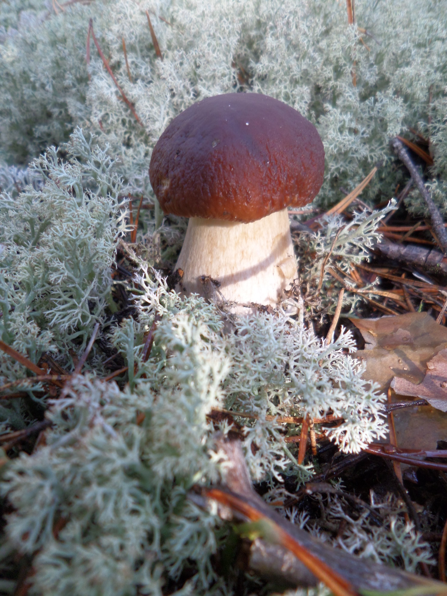 For the sake of this, you can get up at 5 in the morning) - My, Mushrooms, Silent hunt, Forest, Boasting, Longpost