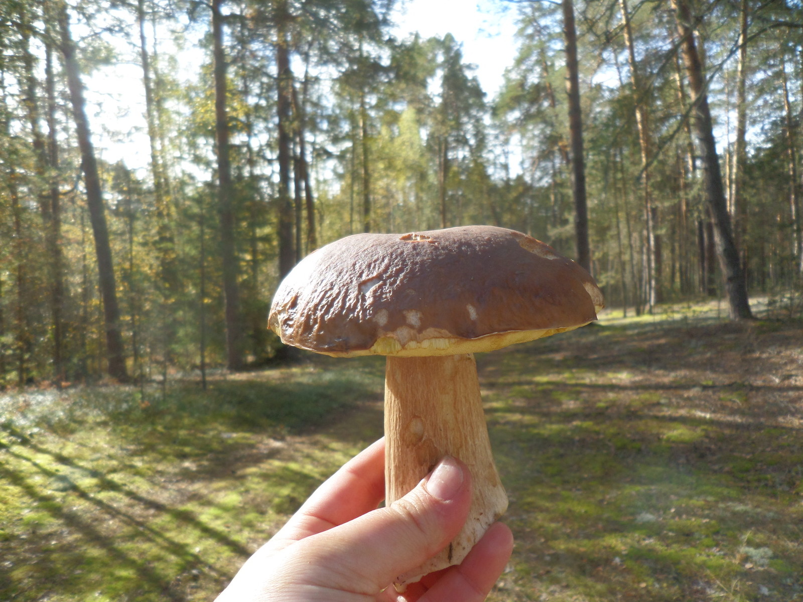 For the sake of this, you can get up at 5 in the morning) - My, Mushrooms, Silent hunt, Forest, Boasting, Longpost